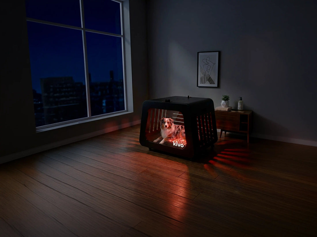 Red Light Therapy for Pets
