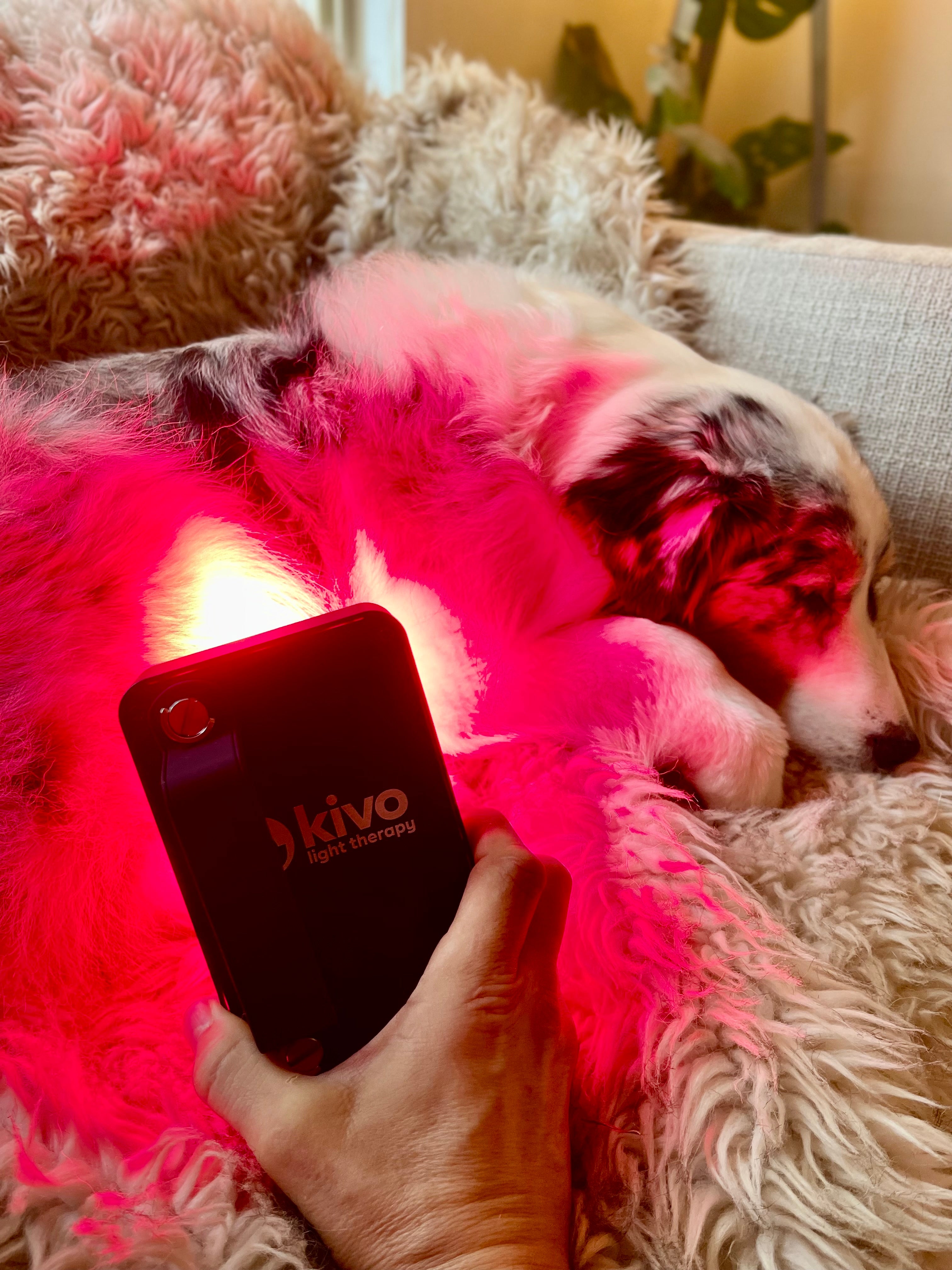 Light therapy for Pets