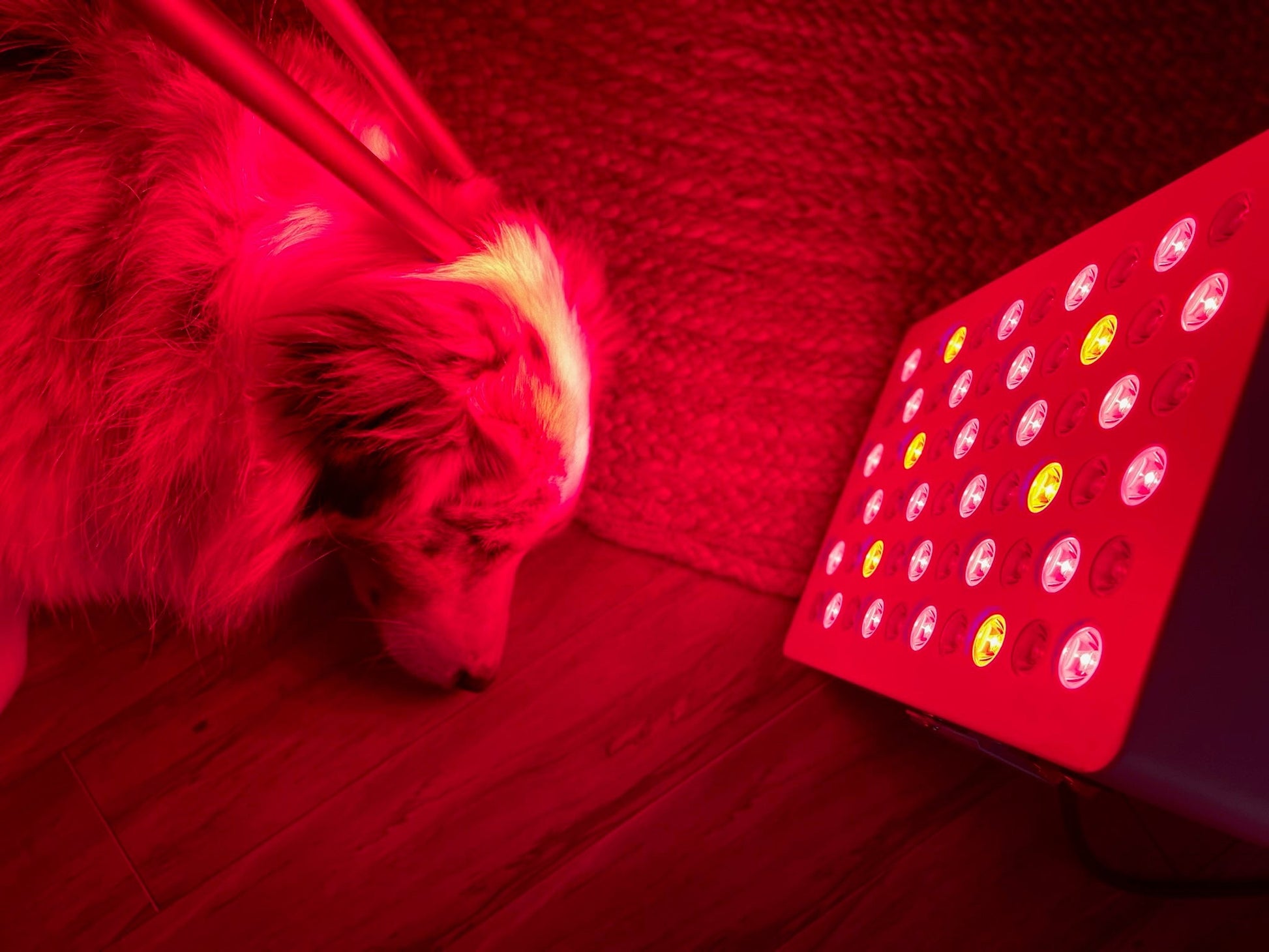 vital red light therapy panel with dog